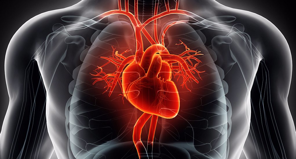 Heart&Vascular-Landing Heart&Vascular-Landing