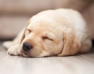 Puppy Dreams